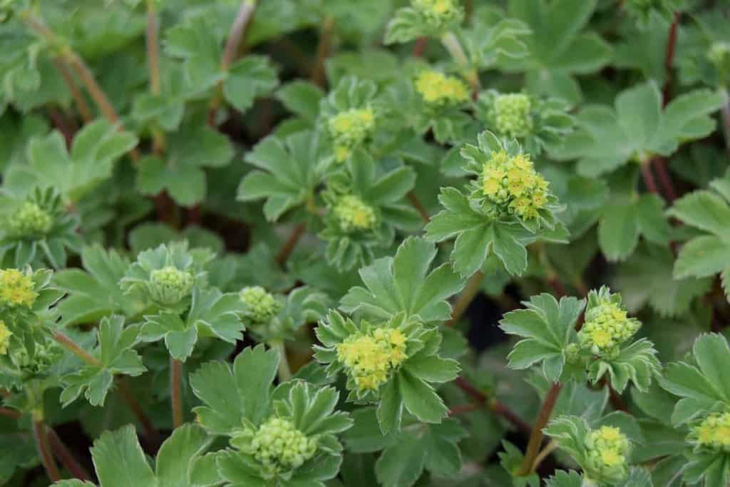 Alchemilla erythropoda ---